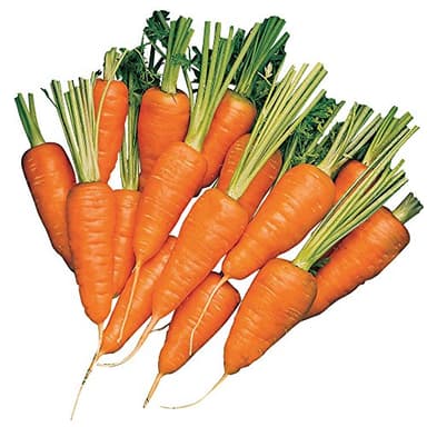 Burpee Short 'n Sweet Carrot Seeds 3000 seeds