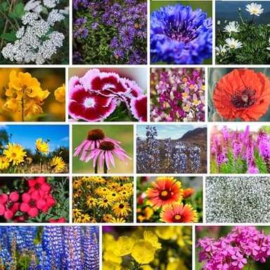 Northeastern Wildflower Seeds Bulk – 1/4 lb, 160,000+ Seeds – Native Northeast Wildflower Mix – Annual & Perennial Flower Seed for Planting – Pollinator-Friendly Garden Mix