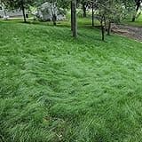 Outsidepride Legacy Fine Fescue Grass Seed Mix - 5 lbs. Shade & Sun Tolerant Blend of Hard Fescue, Chewings Fescue & Creeping Red Fescue with OptiGrowth Coating for Better Establishment