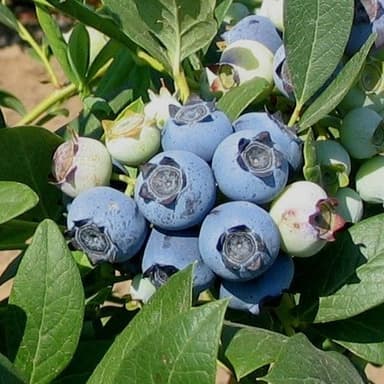Blueberry Plants Biloxi Southern Highbush Includes (4) Four Plants