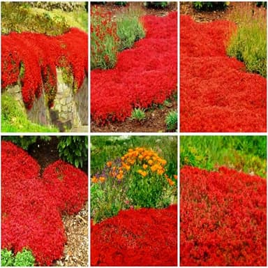 Mixrug 15000pcs Red Creeping Thyme Seeds Ground Cover,Thyme Seeds for Planting Indoors,Thymus Seed Perennial Flower Non-GMO Heirloom for Home Garden