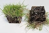 Samson Botanicals | Innovation Zoysia Sod Grass Plug | 18 Pack | 3"x3" | Shade Tolerant & Cold Tolerant