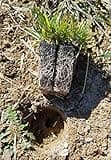 Zoysia Plugs - 50 Large Grass Plugs - Drought Tolerant, Low Maintenance EZPLug