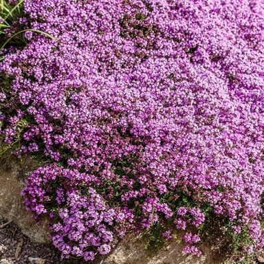 Eden Brothers Creeping Thyme Seeds, Non-GMO Seeds for Planting, Packet | Low-Maintenance Flower Seeds, Plant During Spring, Zones 4, 5, 6, 7, 8, 9